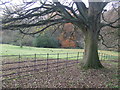 Woods and fields from Marsh Green Kelstedge