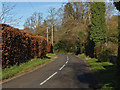 Beech hedge, Hook Lane