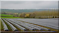 Strawberry rows near Trevase Farm