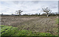 TQ9740 : Field and bare trees near Great Chilmington by Julian P Guffogg