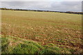 Arable field near Ashwell Lodge