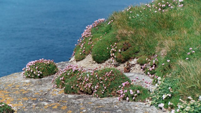 Thrift on the cliffs at Marwick Head
