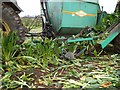 Harvesting Fodder Beet, Balgownie Mains