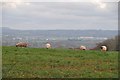 East Devon : Grassy Field & Sheep