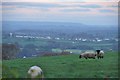 East Devon : Sheep & Countryside