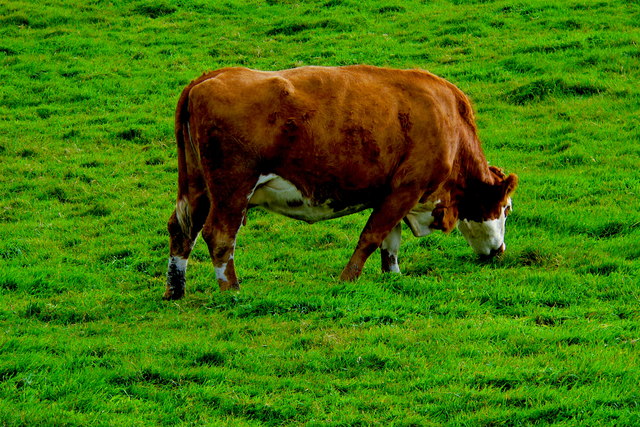Cliffs of Moher Area - Green Grass = Healthy Livestock (Brown & White Steer)