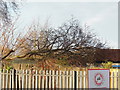 Blown over tree, rear of Bricknell Avenue, Hull