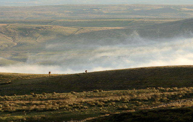 Cattle grazing on ridge