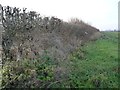 Hedge on the north side of Peckfield Quarry road