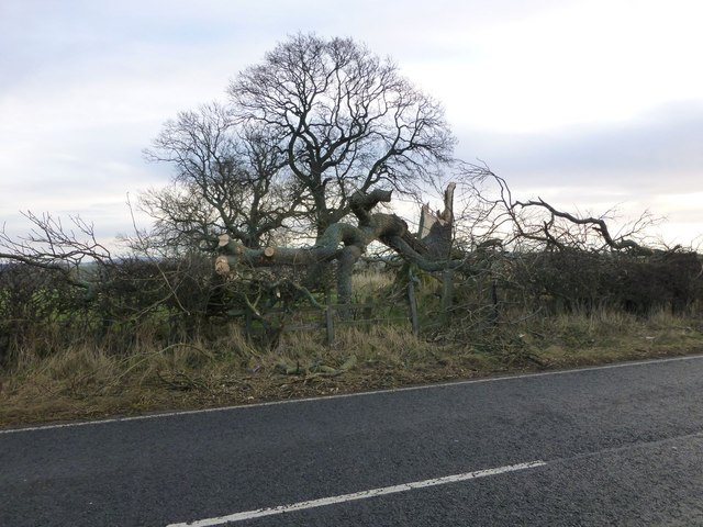 Storm damage beside the A697