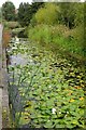 Water lilies in a stream at the Greenwich Peninsula Ecology Park