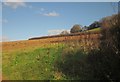 SX7866 : Hillside, Torcorn Hill by Derek Harper