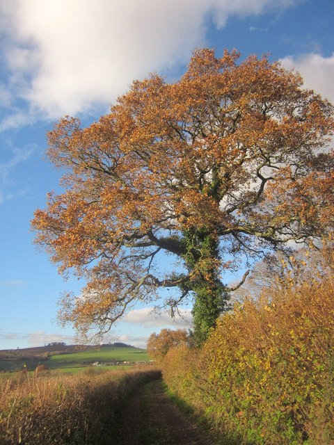 Oak below Torcorn Hill