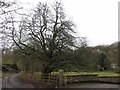 The old conker tree, Bank Top