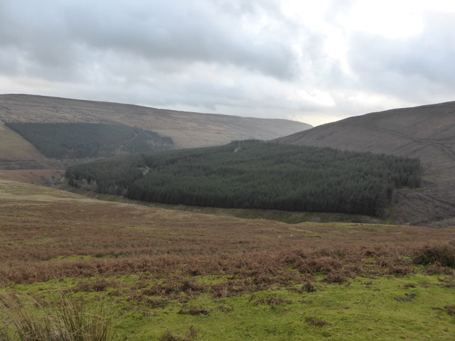 Shrunken Mynydd Du Forest in the upper Grwyne Fawr valley