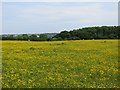 Meadow, Low Barmston