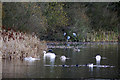 SP0584 : Herons and cygnets on the west side of Edgbaston Pool by Phil Champion