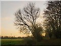 Trees against the evening sky, Marsh Meadow