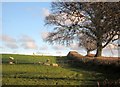 Sheep, Moot Hill