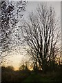 Trees by the Fleet Ditch, Cookham