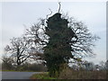 TL2977 : Ivy covered tree near Old Hurst by Richard Humphrey