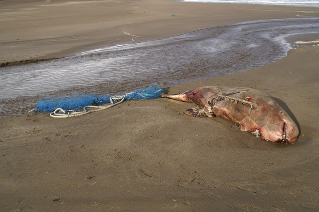 Dead Risso's Dolphin (Grampus griseus) on Norwick beach