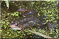 NT2274 : Common Frog (Rana temporaria), Craigleith, Edinburgh by Mike Pennington