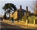 Monkey-puzzle tree, Station Road, Hampton