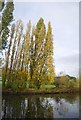 Autumnal trees