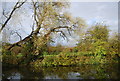 Trees along the canal