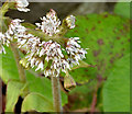 Butterbur flowers, Cultra