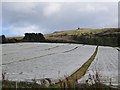 Crop under netting