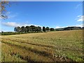 Stubble, Kirkton of Nevay