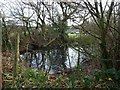 Tree-lined pond, Moss Mere