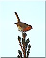 Robin in a conifer plantation - Copthurst Moor