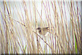 Reed Warbler (Acrocephalus scirpaceus) At Dumbuck