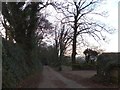 Trees lining Mount Ridley Road