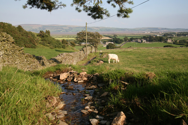 Cattle graze near Millom Castle