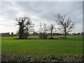 Trees around a pond, near Moss End