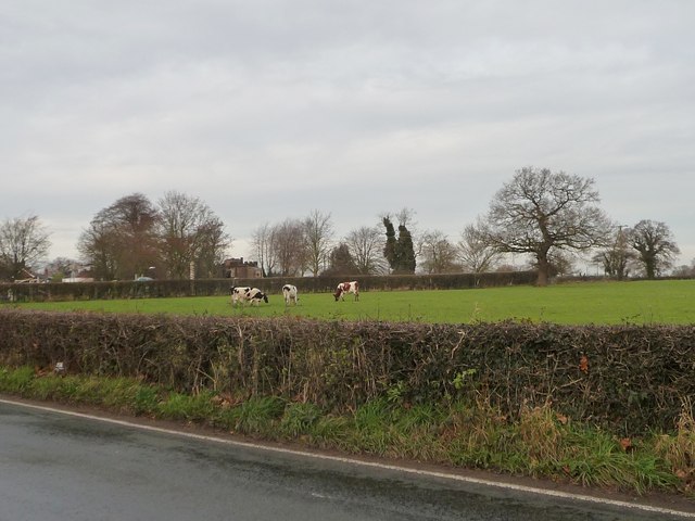 Cattle on the edge of Brereton Green