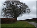 Two bare trees by the road at Beechcombe