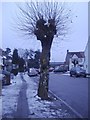 Pollarded tree on Highfield Avenue