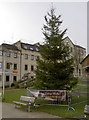 A Christmas tree in the garden