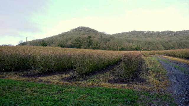 Blackcurrant crop at Tillington Common