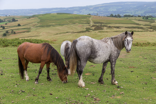 Welsh Ponies near the Begwyns Roundabout