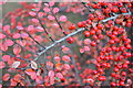 TQ7912 : Red berries and leaves by Julian P Guffogg