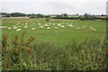 Sheep in field on NE side of A168