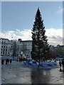 TQ3080 : Christmas Tree in Trafalgar Square by PAUL FARMER