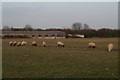 Sheep eating sugarbeet by Oxmardyke Lane