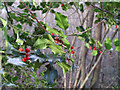 TQ5682 : Holly and berries by Roger Jones